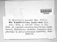 Image of Lophiostoma anaxaeum